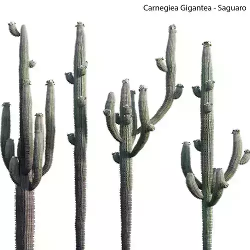 Carnegiea Gigantea - Saguaro