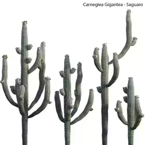 Carnegiea Gigantea - Saguaro