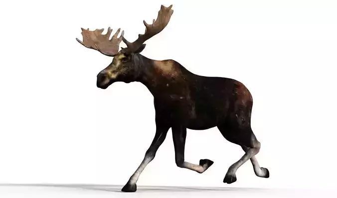 Moose Male