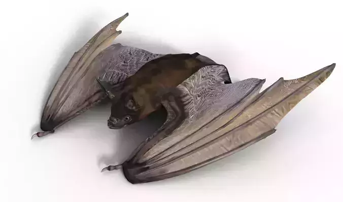 Bat Night