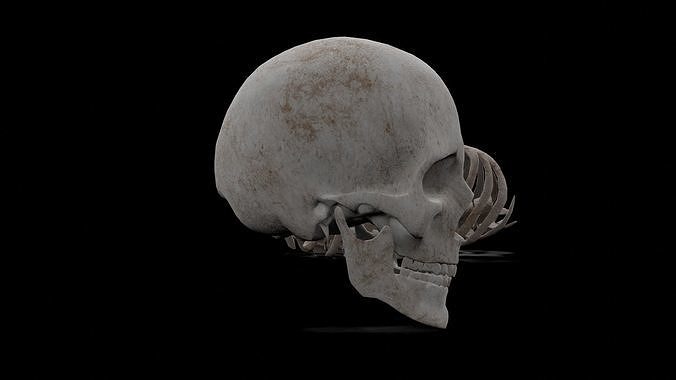 Human low poly game ready Skeleton Low-poly 3D model