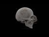 Human low poly game ready Skeleton Low-poly 3D model_1