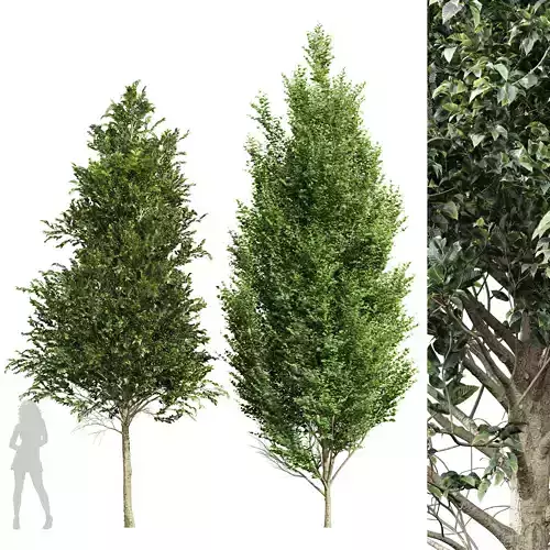 Carpinus Betulus Broadleaf-2 trees 3D model