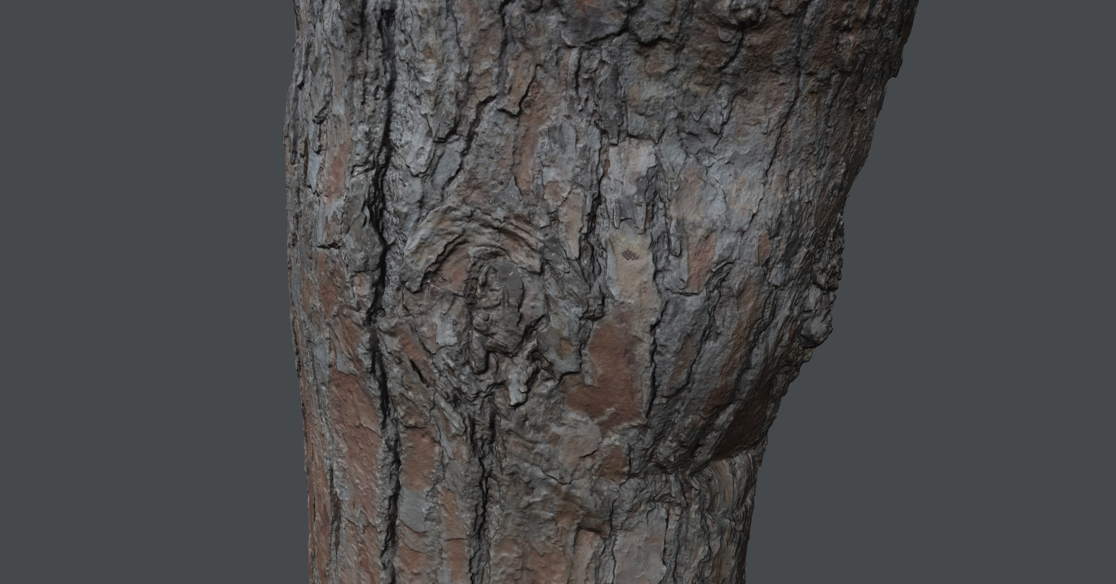 Pinetreetrunk02 tree stump 3D model_7