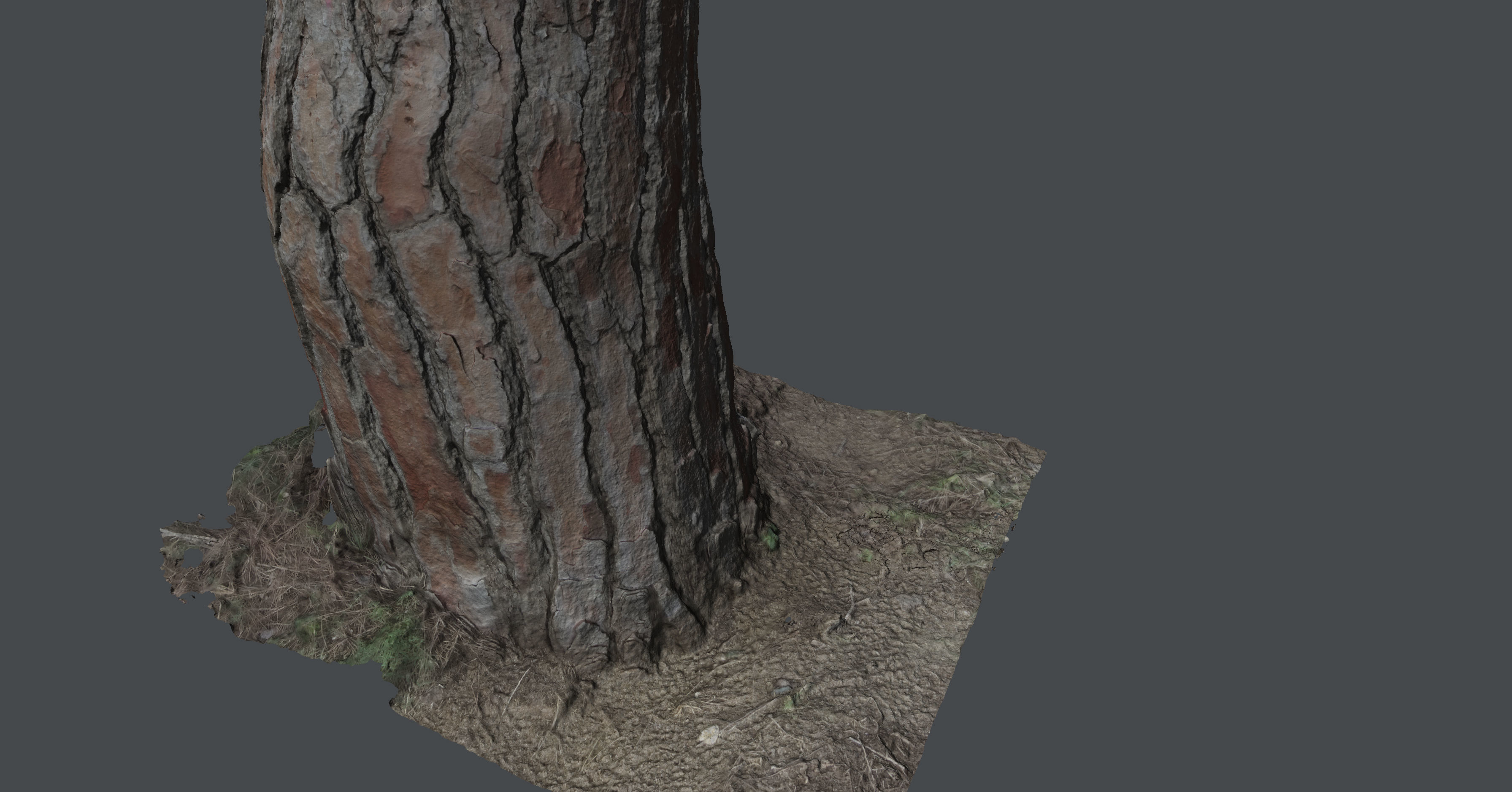 Pinetreetrunk02 tree stump 3D model_3