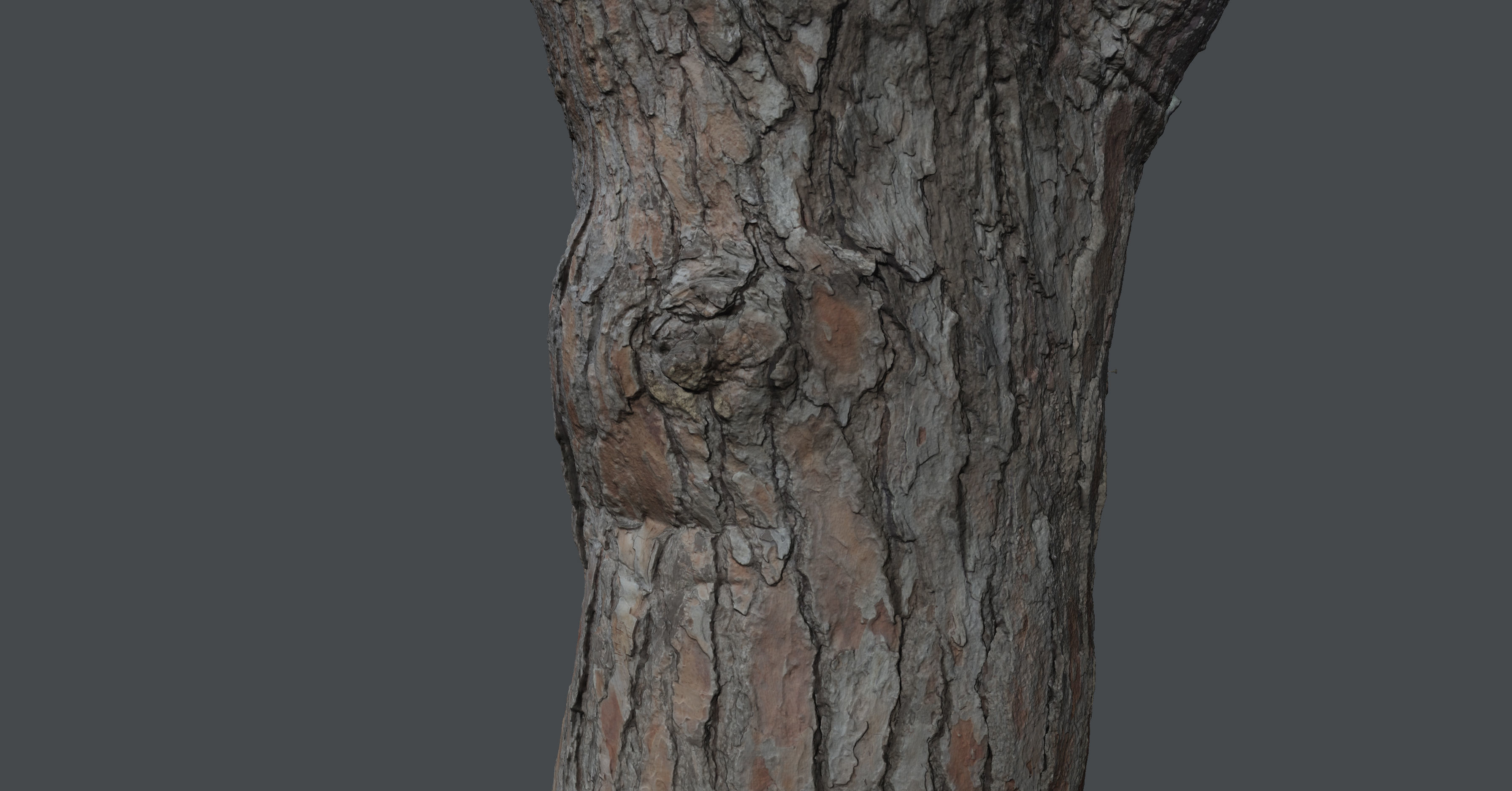 Pinetreetrunk02 tree stump 3D model_10
