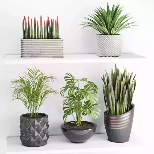 indoor plants on shelf collection vol 100