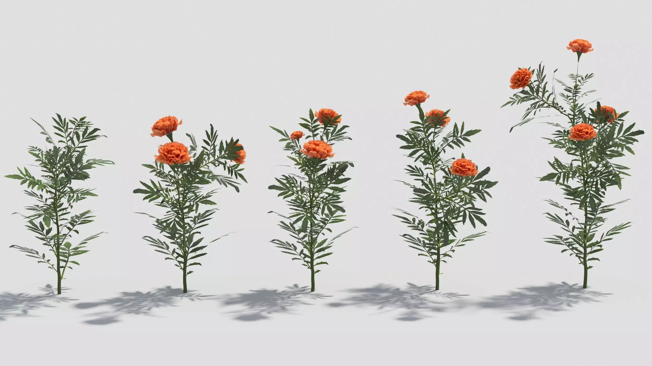 Tagetes flower 3D model