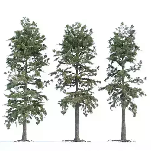 pine trees collection vol 102