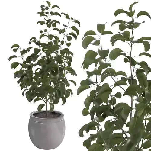 Terracotta plant pot