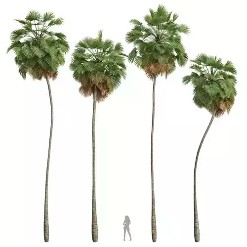 New Plant High detail Borassus Flabellifer 3D model
