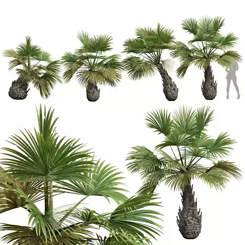 New Plant High detail Borassus Flabellifer Decorative Garden 3D model
