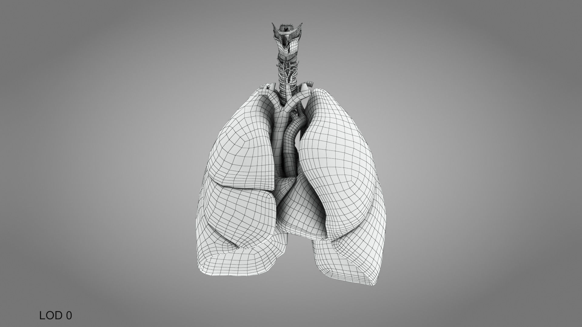 Lungs and Heart System Low-poly 3D model_26