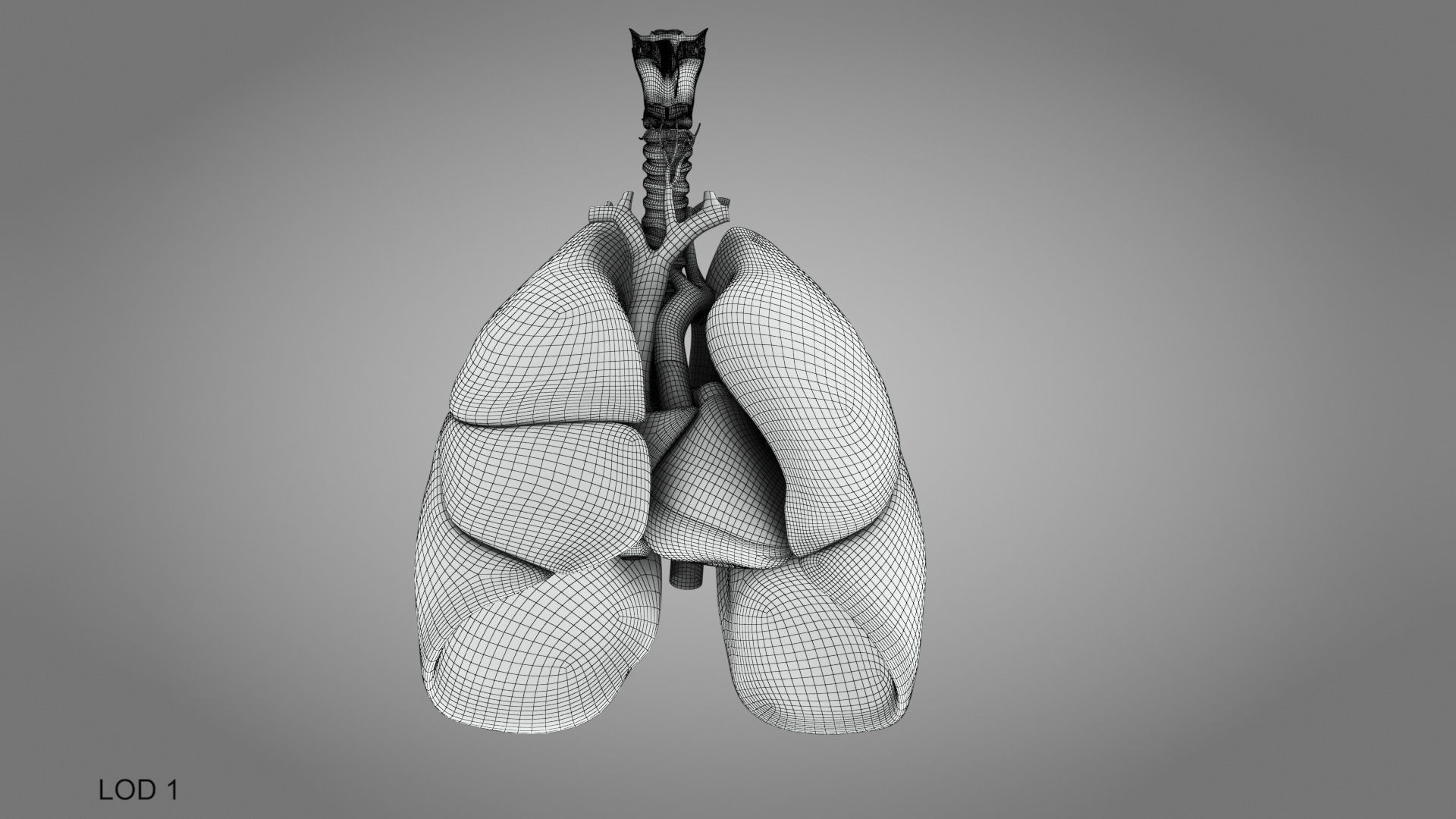 Lungs and Heart System Low-poly 3D model_30