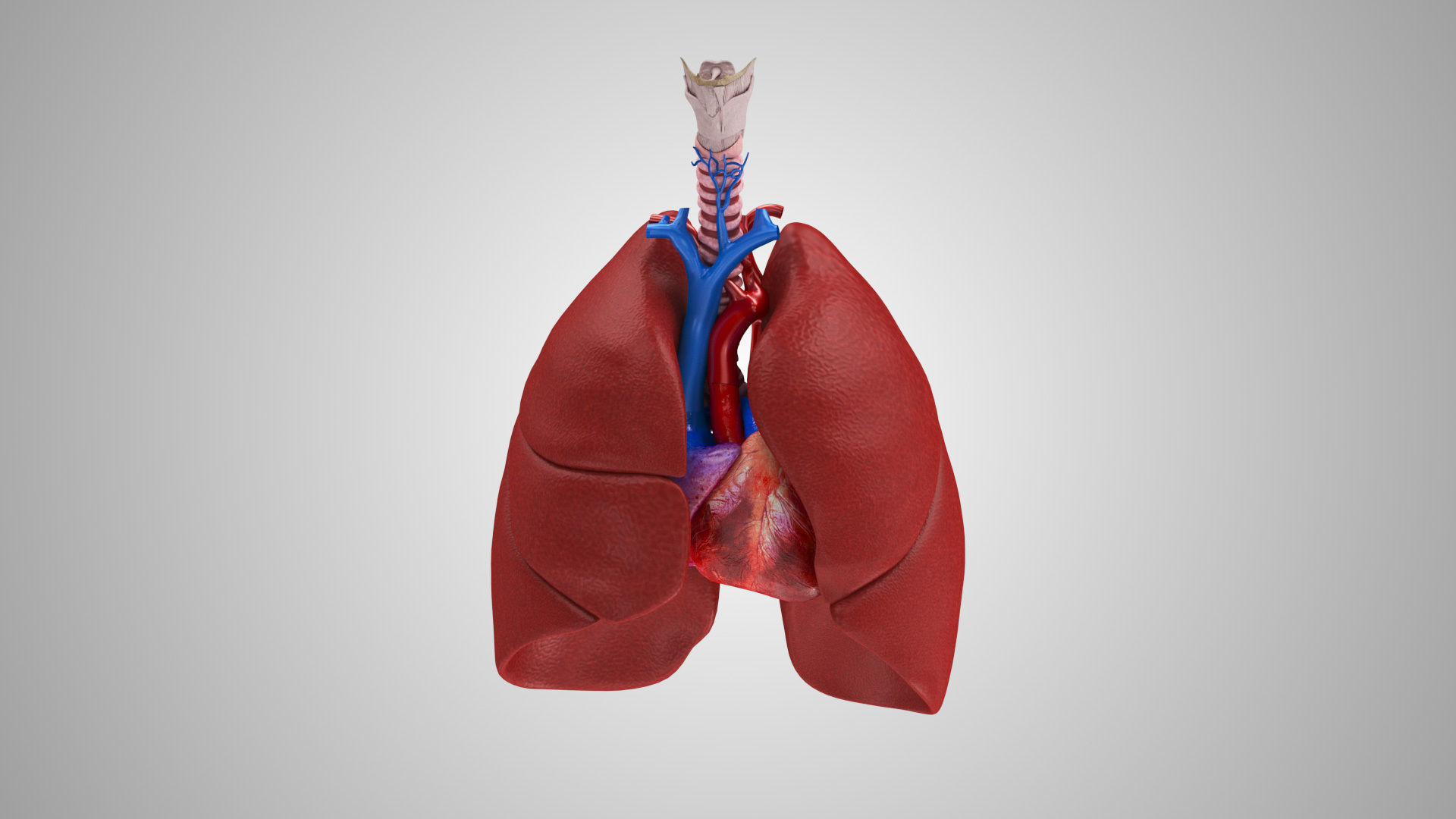 Lungs and Heart System Low-poly 3D model_10