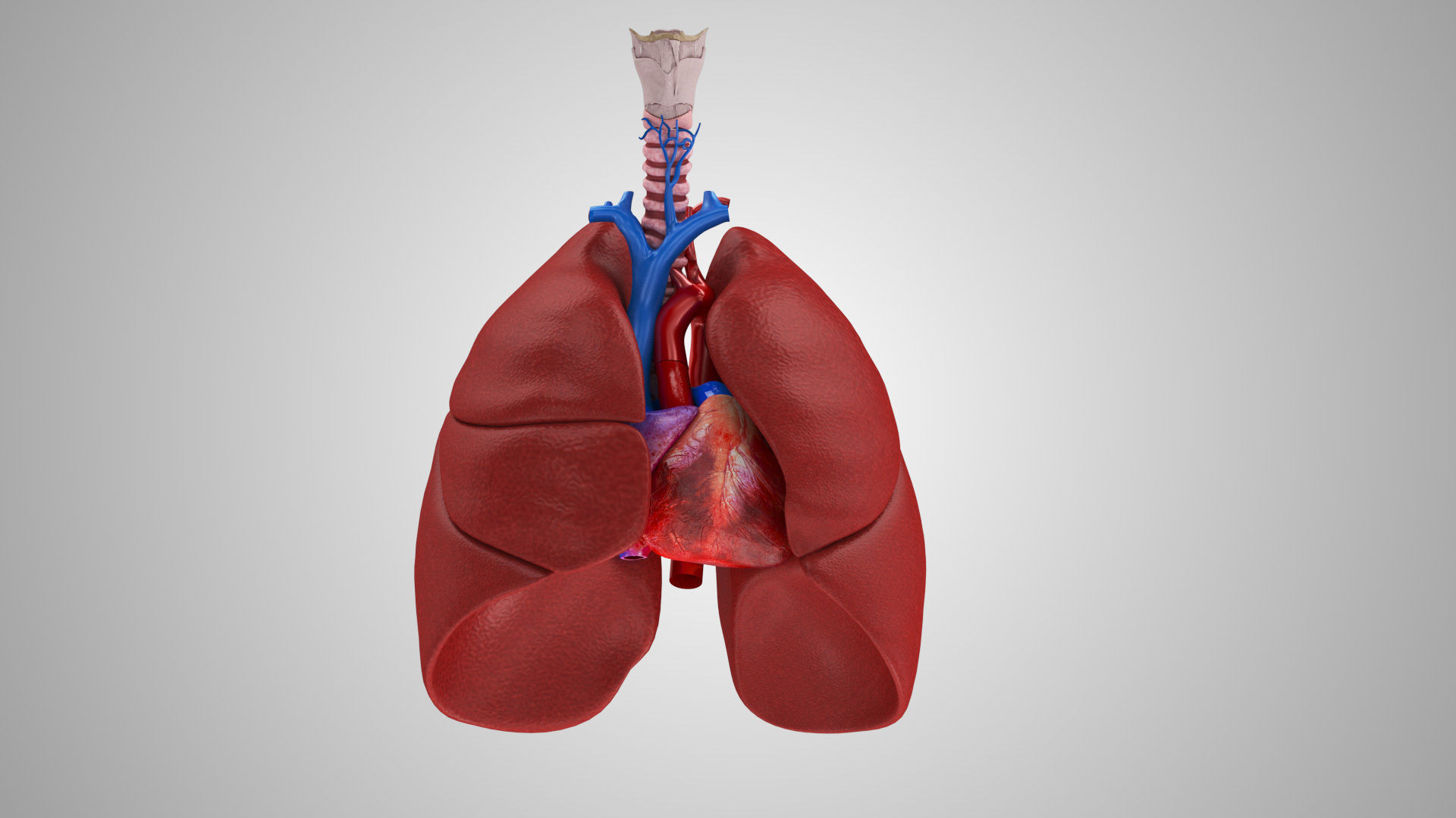 Lungs and Heart System Low-poly 3D model_7