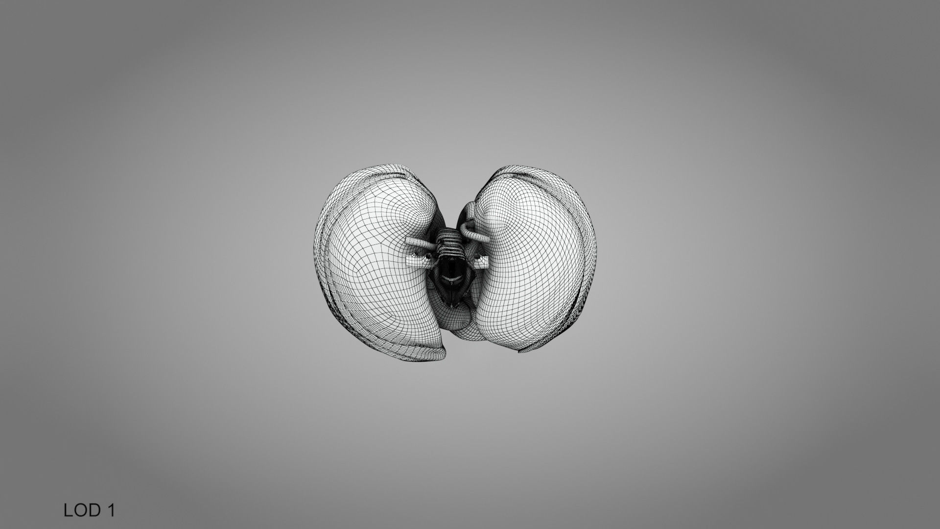 Lungs and Heart System Low-poly 3D model_29