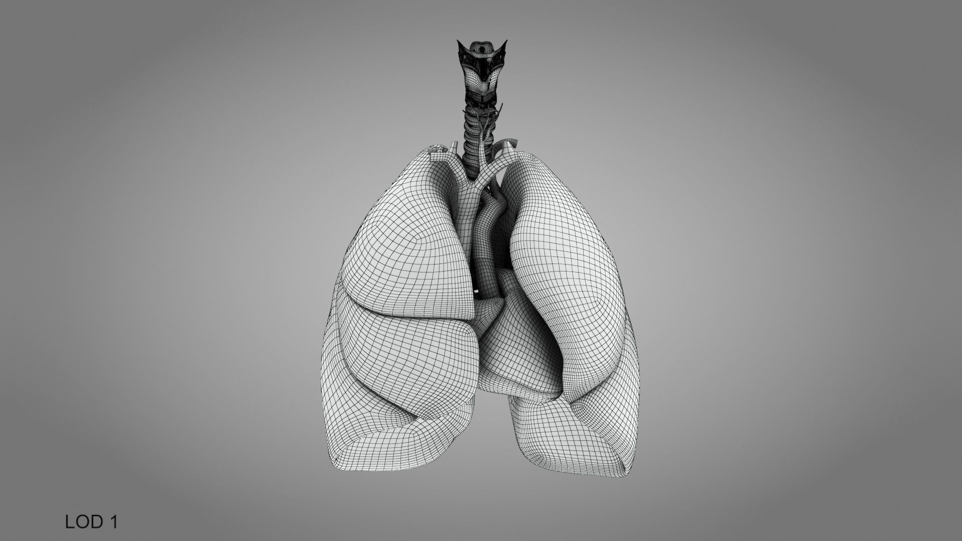 Lungs and Heart System Low-poly 3D model_14