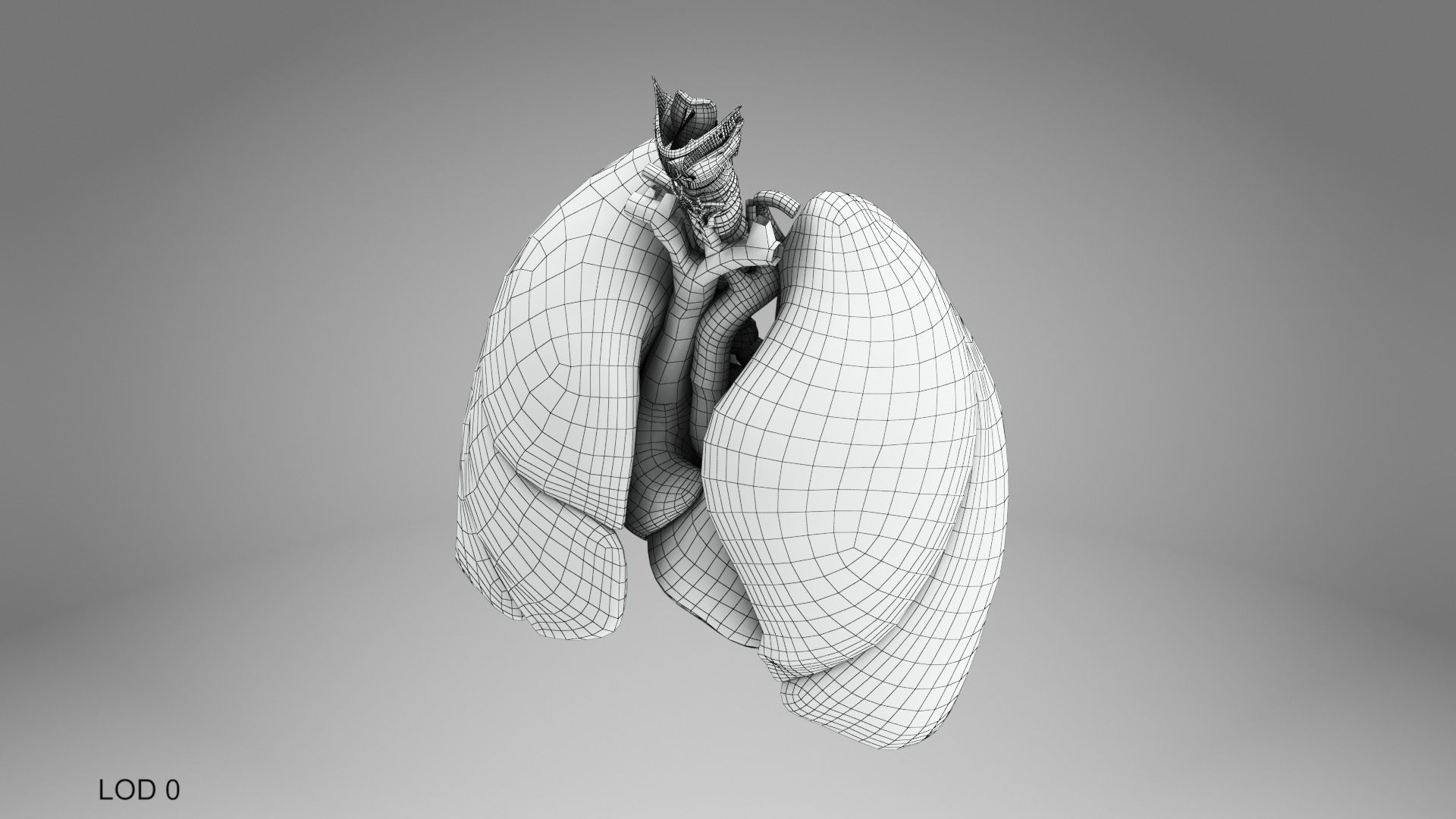 Lungs and Heart System Low-poly 3D model_19