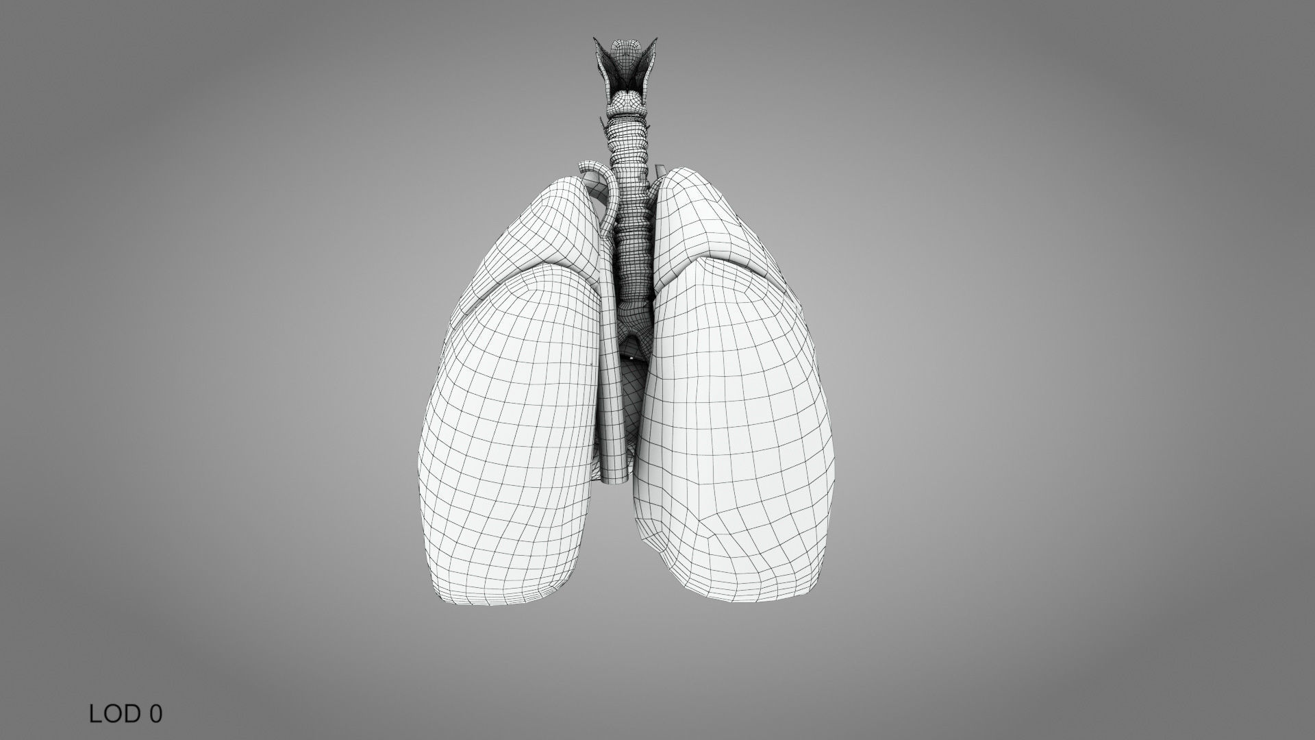 Lungs and Heart System Low-poly 3D model_21