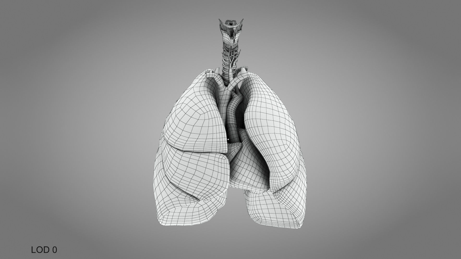 Lungs and Heart System Low-poly 3D model_17