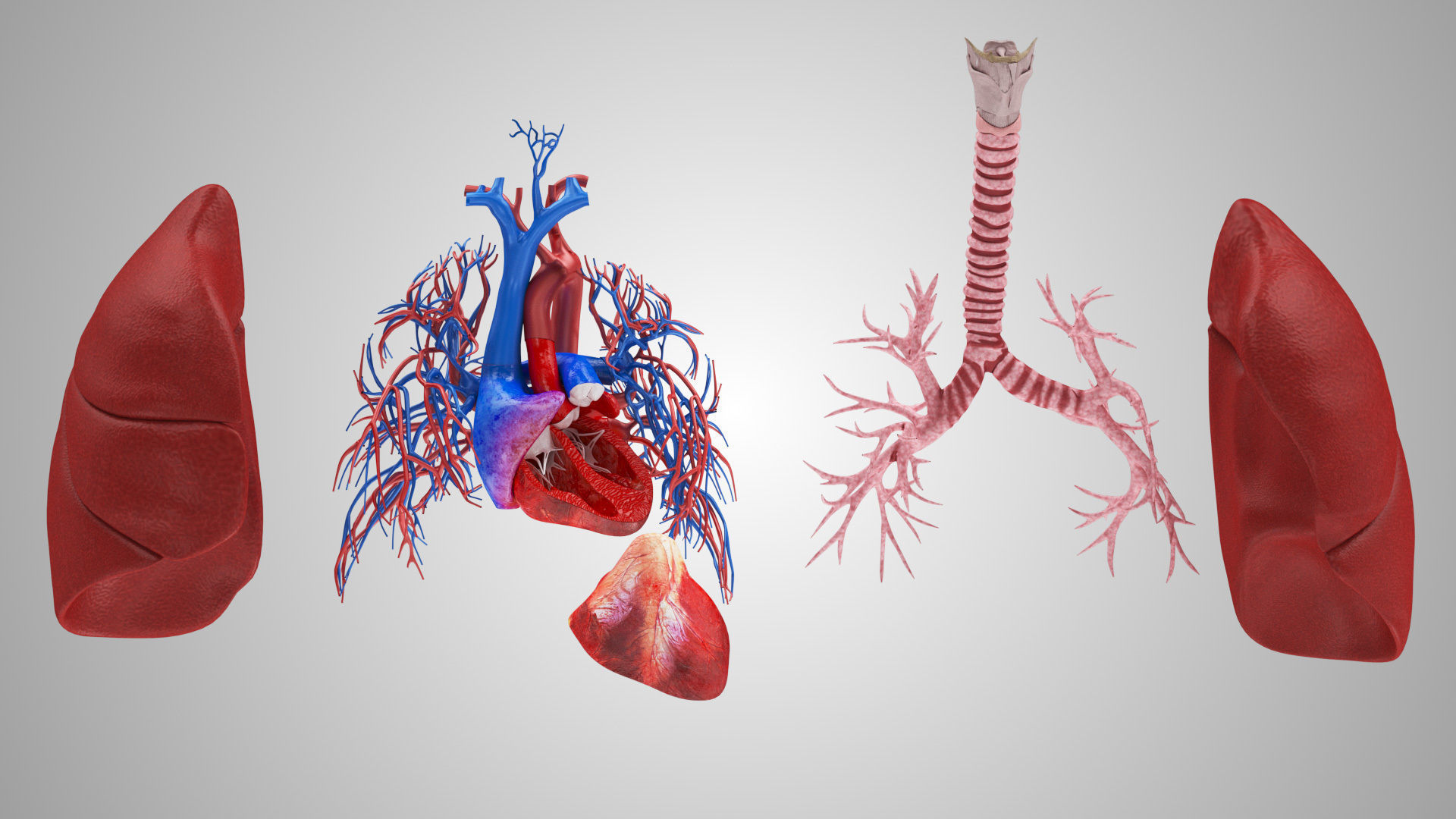 Lungs and Heart System Low-poly 3D model_2