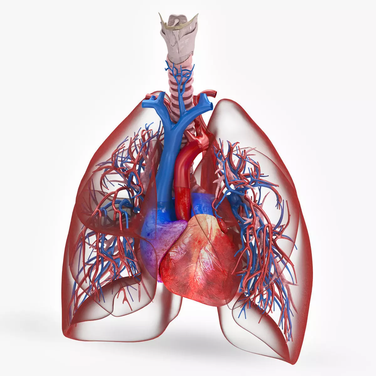 Lungs and Heart System Low-poly 3D model_0
