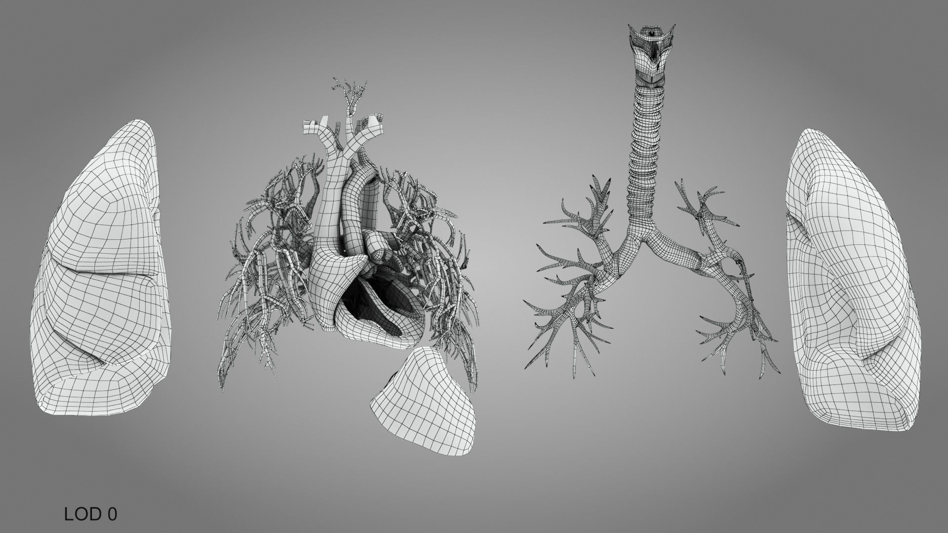 Lungs and Heart System Low-poly 3D model_28