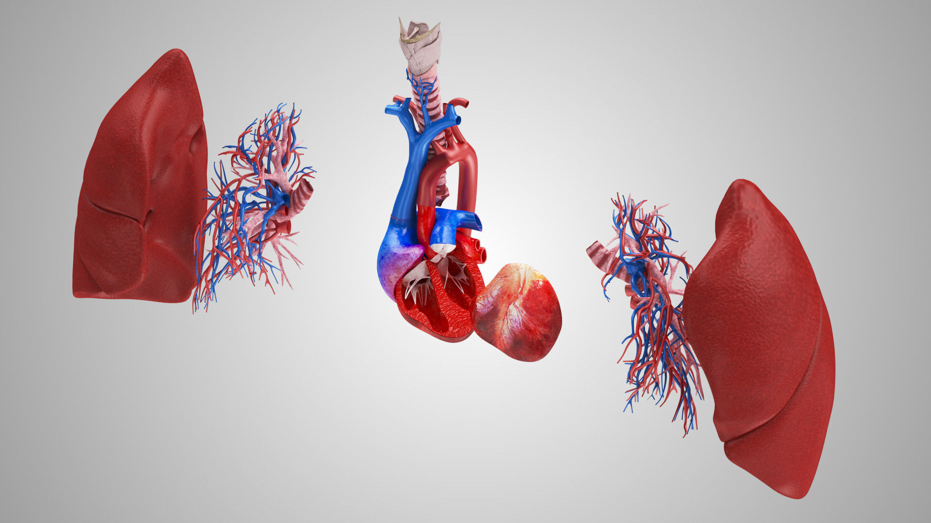 Lungs and Heart System Low-poly 3D model_13