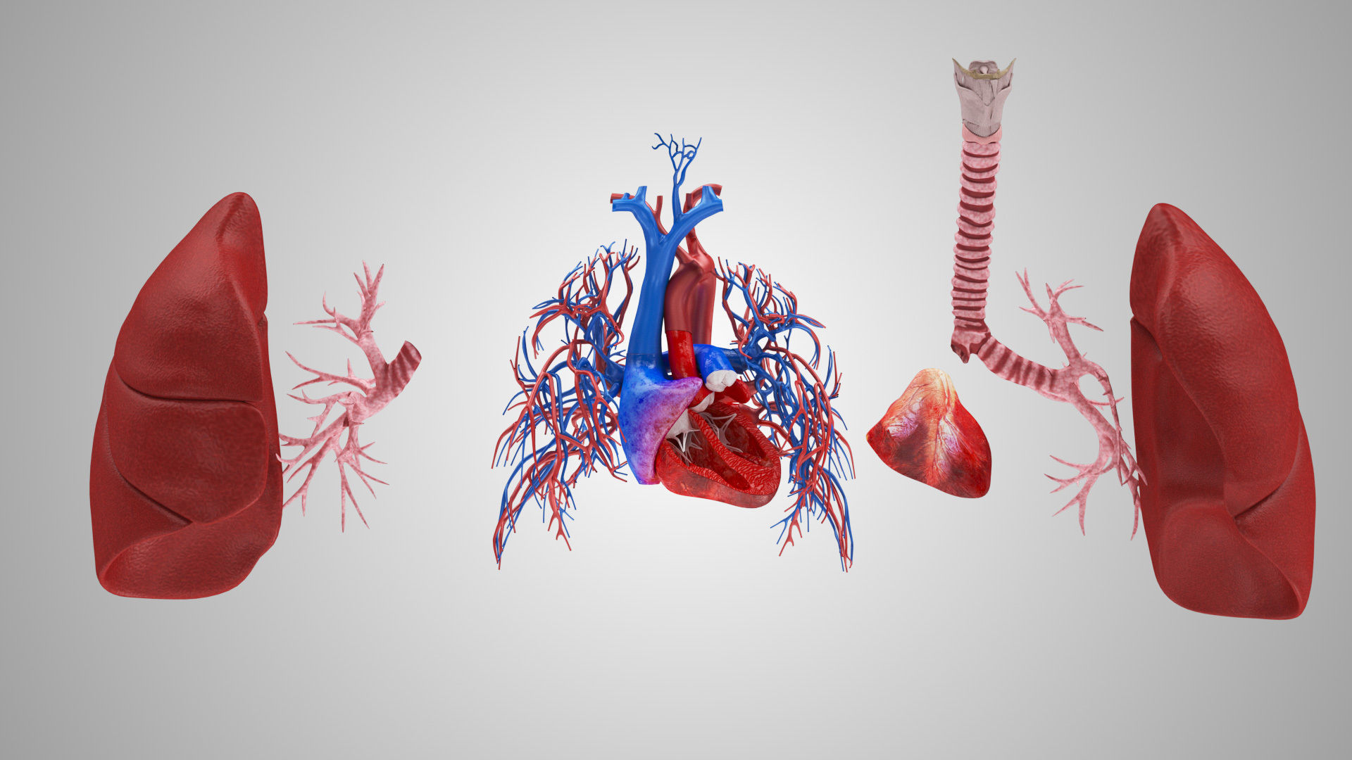 Lungs and Heart System Low-poly 3D model_11