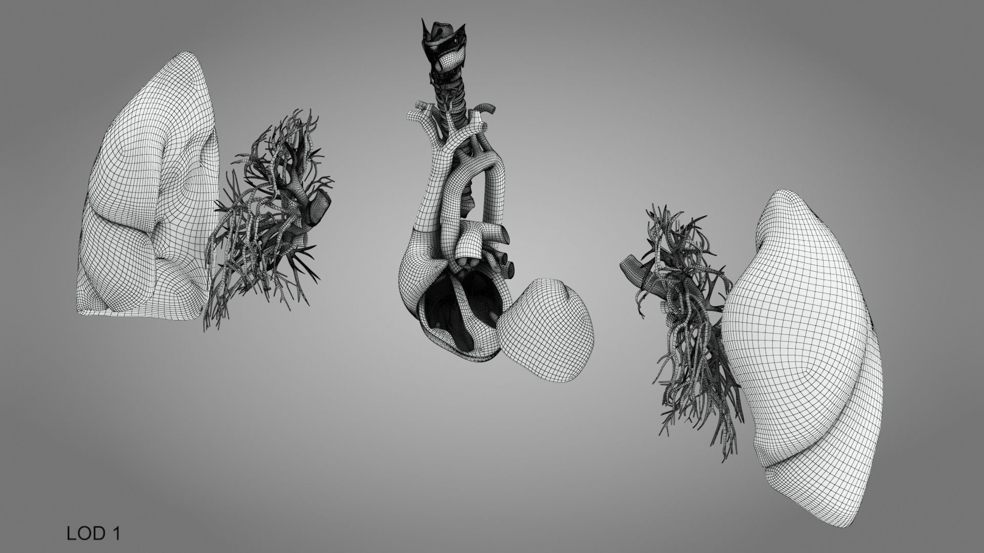 Lungs and Heart System Low-poly 3D model_24