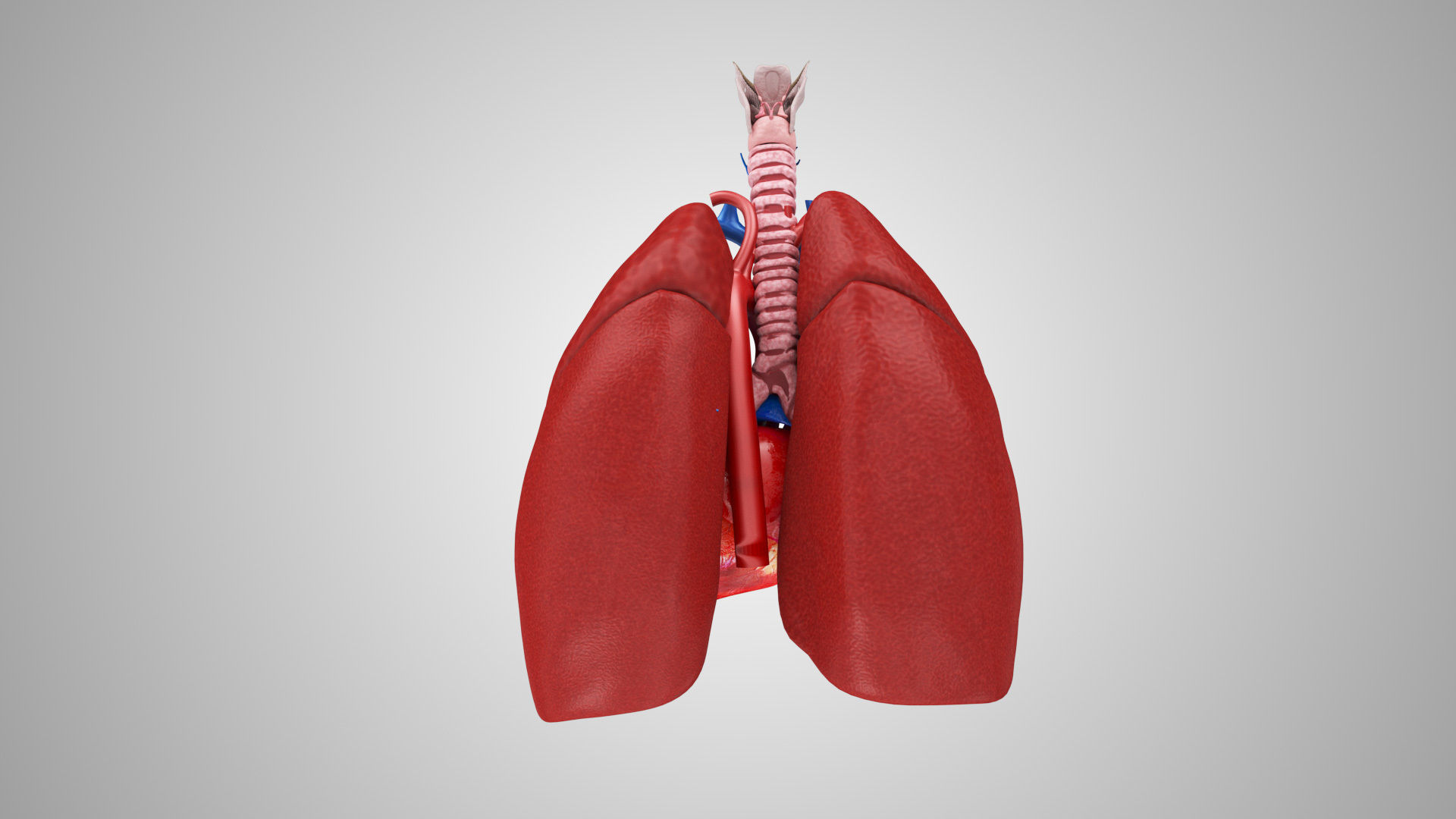 Lungs and Heart System Low-poly 3D model_9