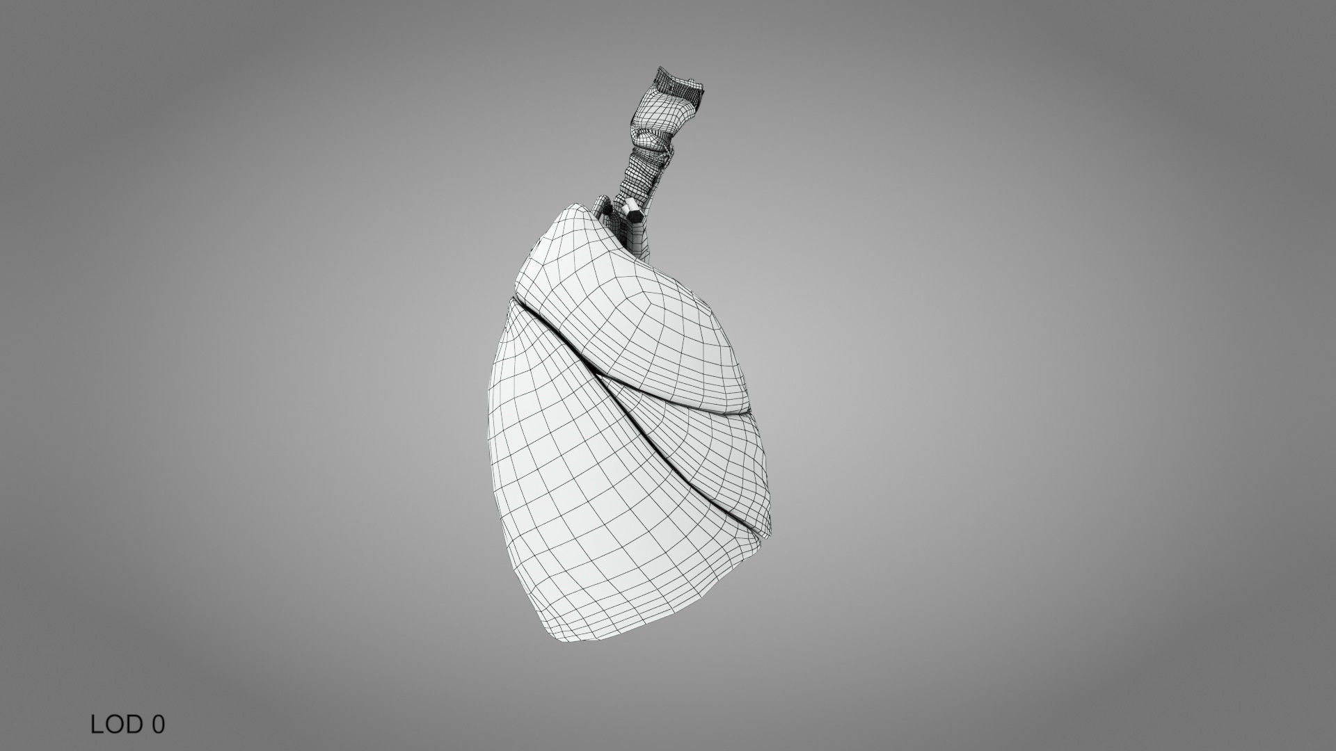 Lungs and Heart System Low-poly 3D model_27