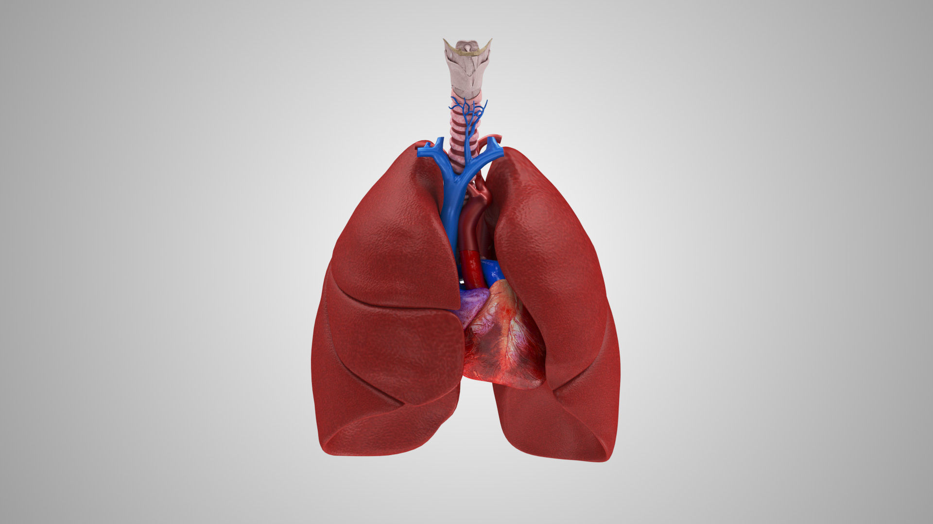 Lungs and Heart System Low-poly 3D model_3