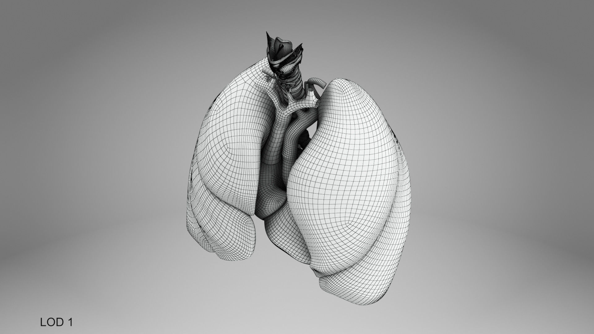 Lungs and Heart System Low-poly 3D model_20