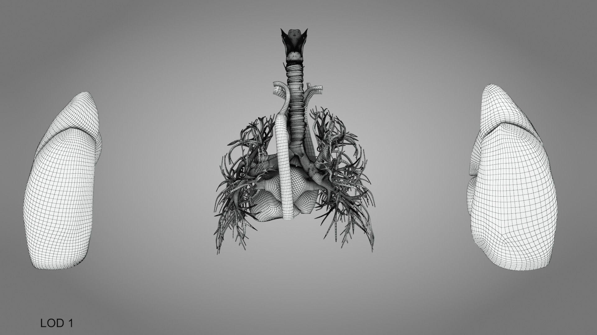 Lungs and Heart System Low-poly 3D model_15