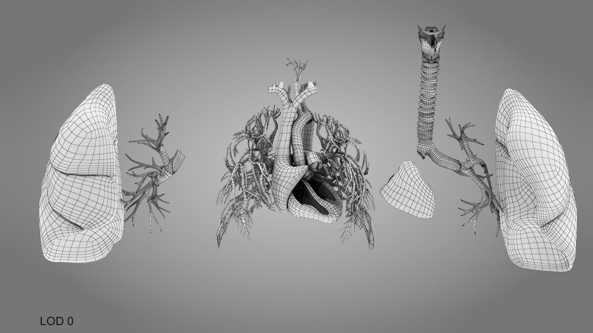 Lungs and Heart System Low-poly 3D model_33