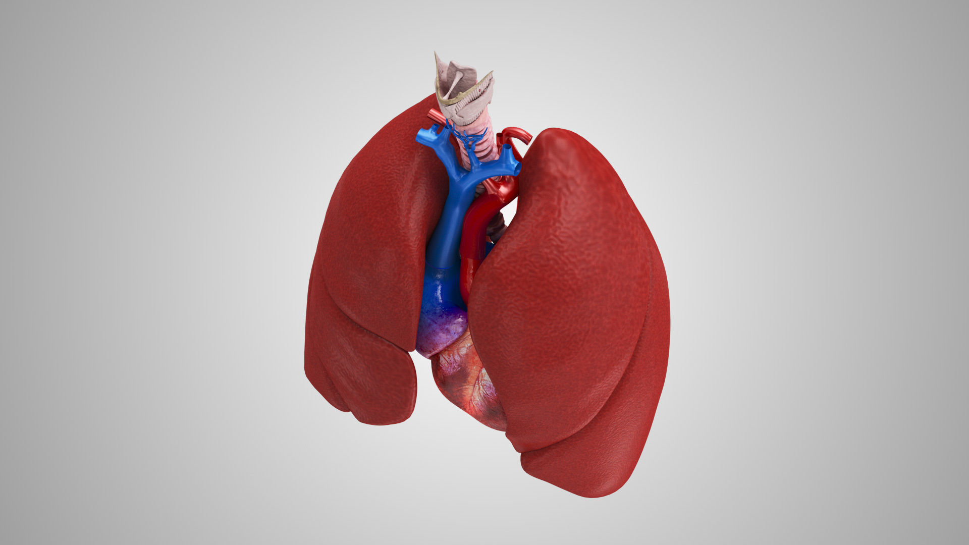 Lungs and Heart System Low-poly 3D model_4