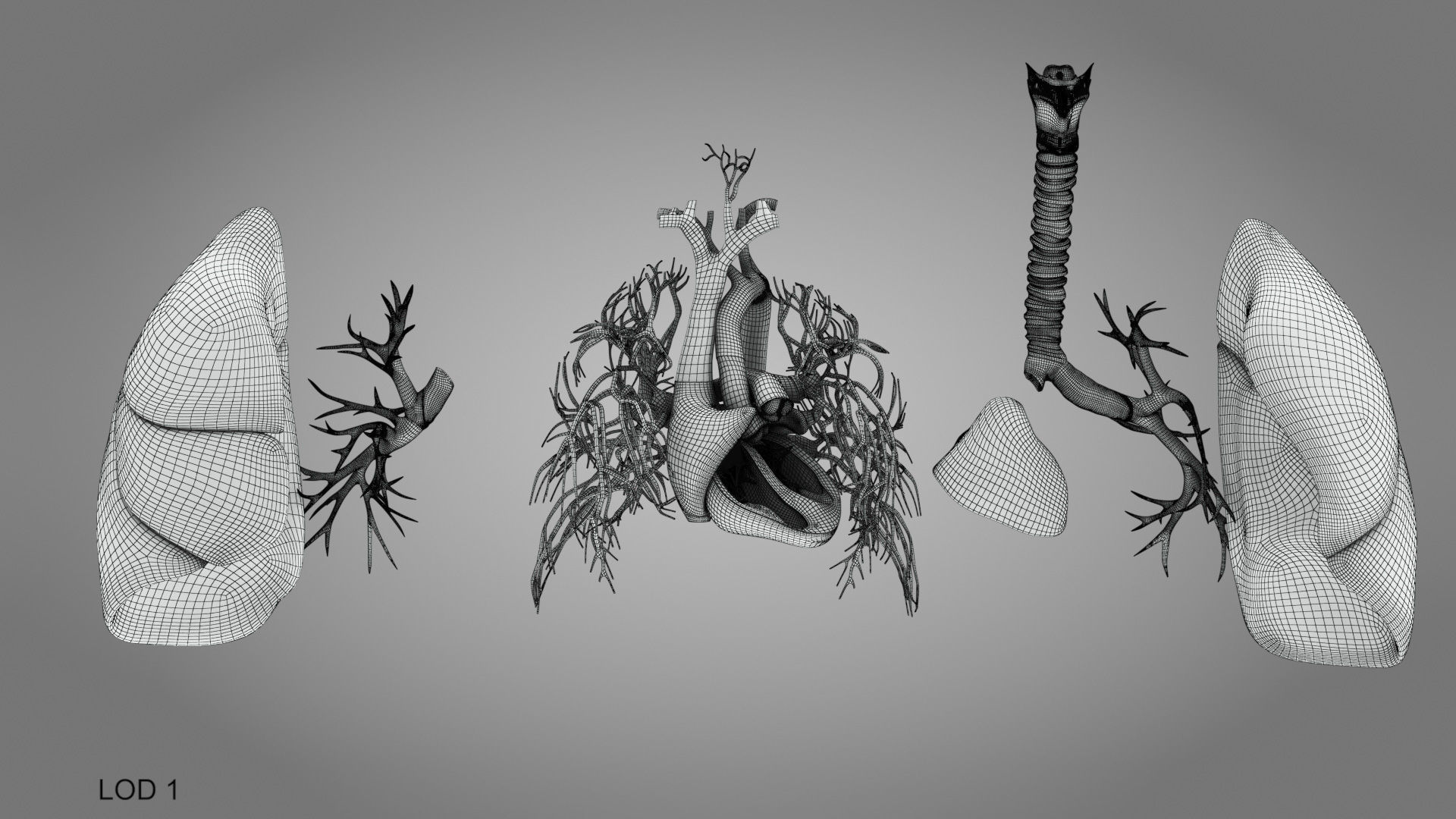 Lungs and Heart System Low-poly 3D model_36