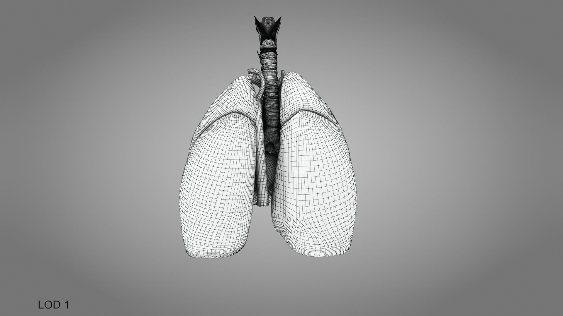 Lungs and Heart System Low-poly 3D model_32
