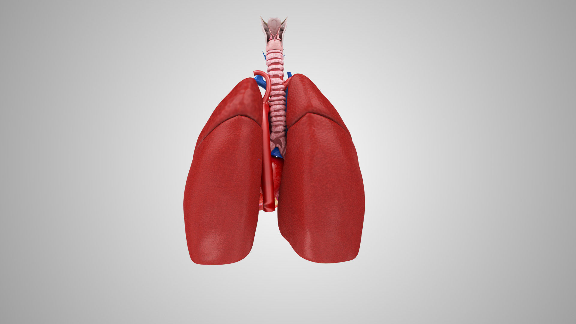 Lungs and Heart System Low-poly 3D model_6