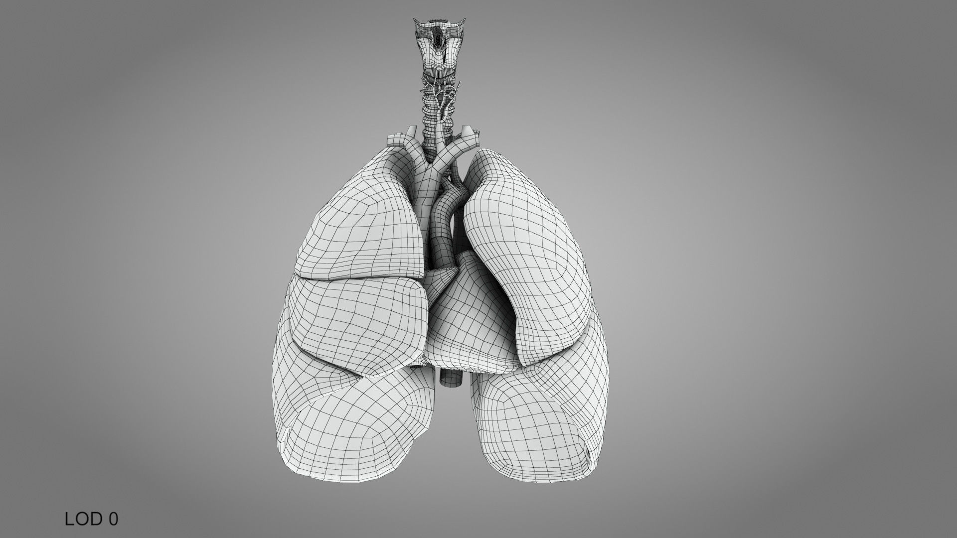 Lungs and Heart System Low-poly 3D model_34