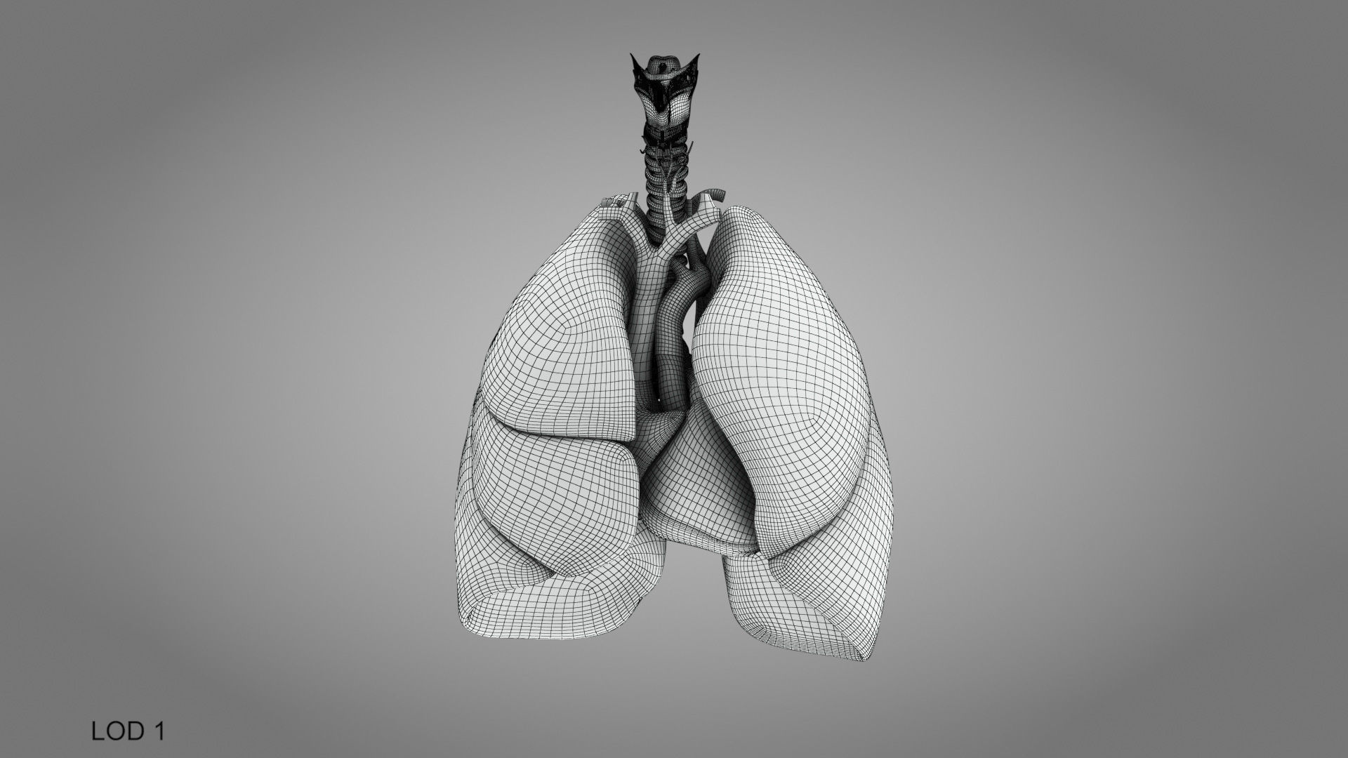 Lungs and Heart System Low-poly 3D model_35
