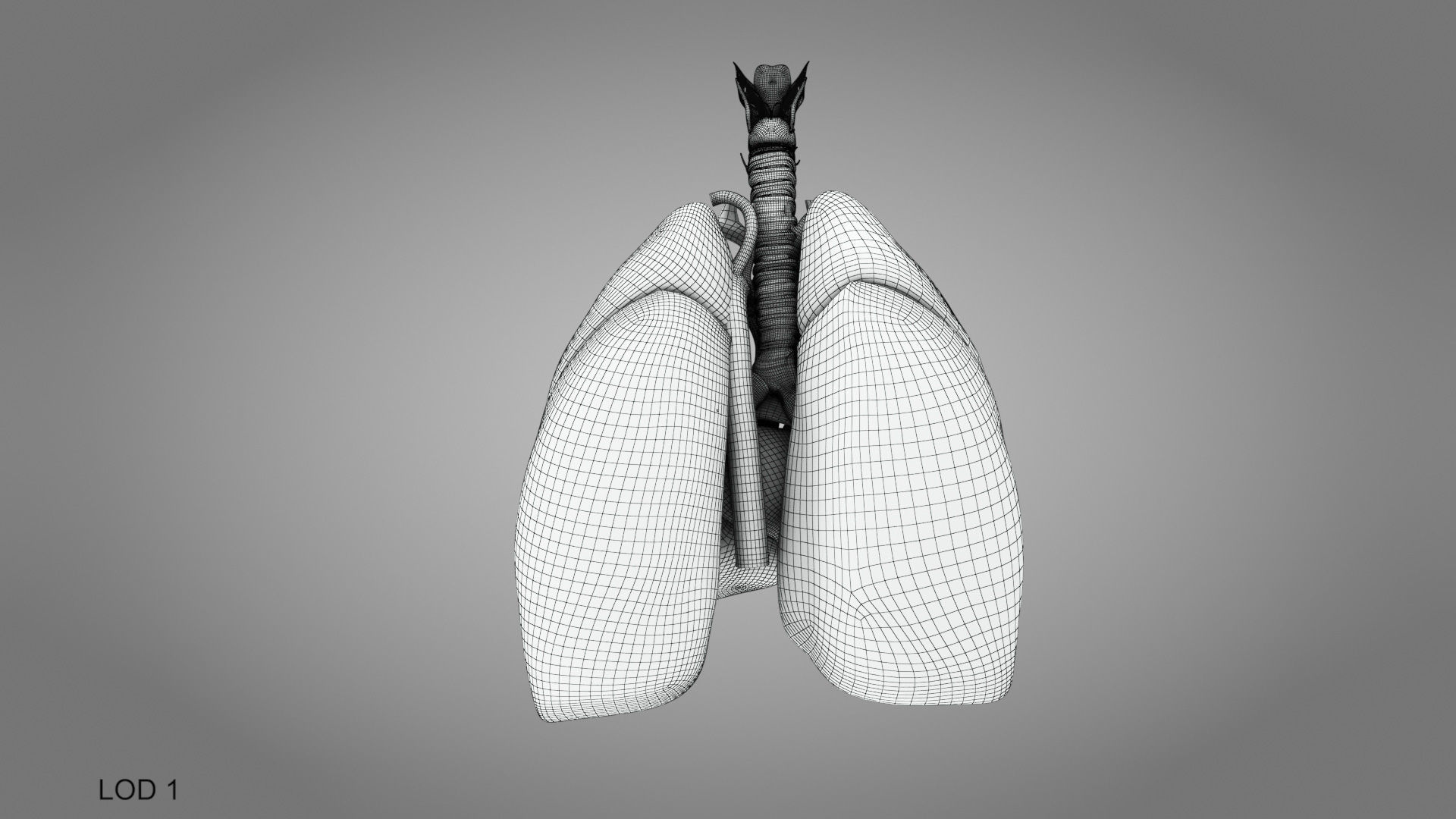 Lungs and Heart System Low-poly 3D model_22
