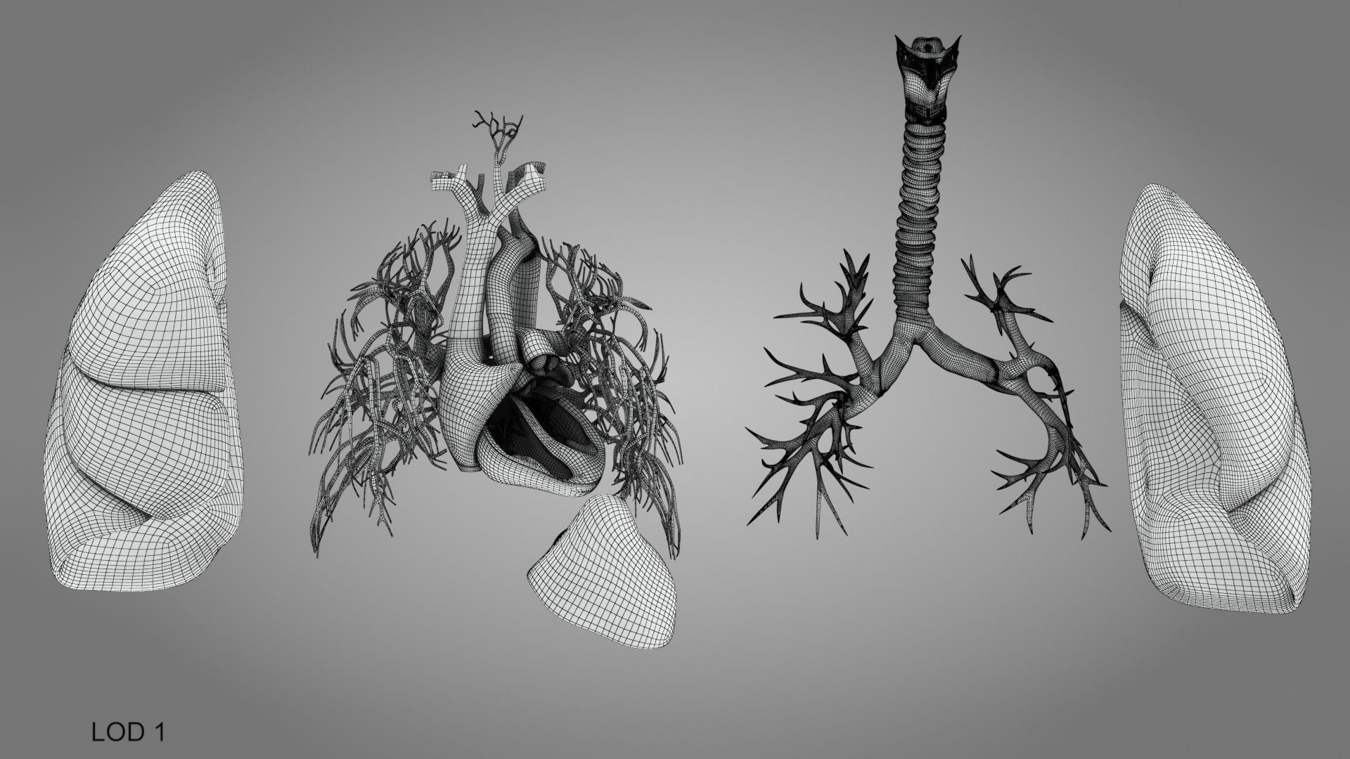 Lungs and Heart System Low-poly 3D model_25