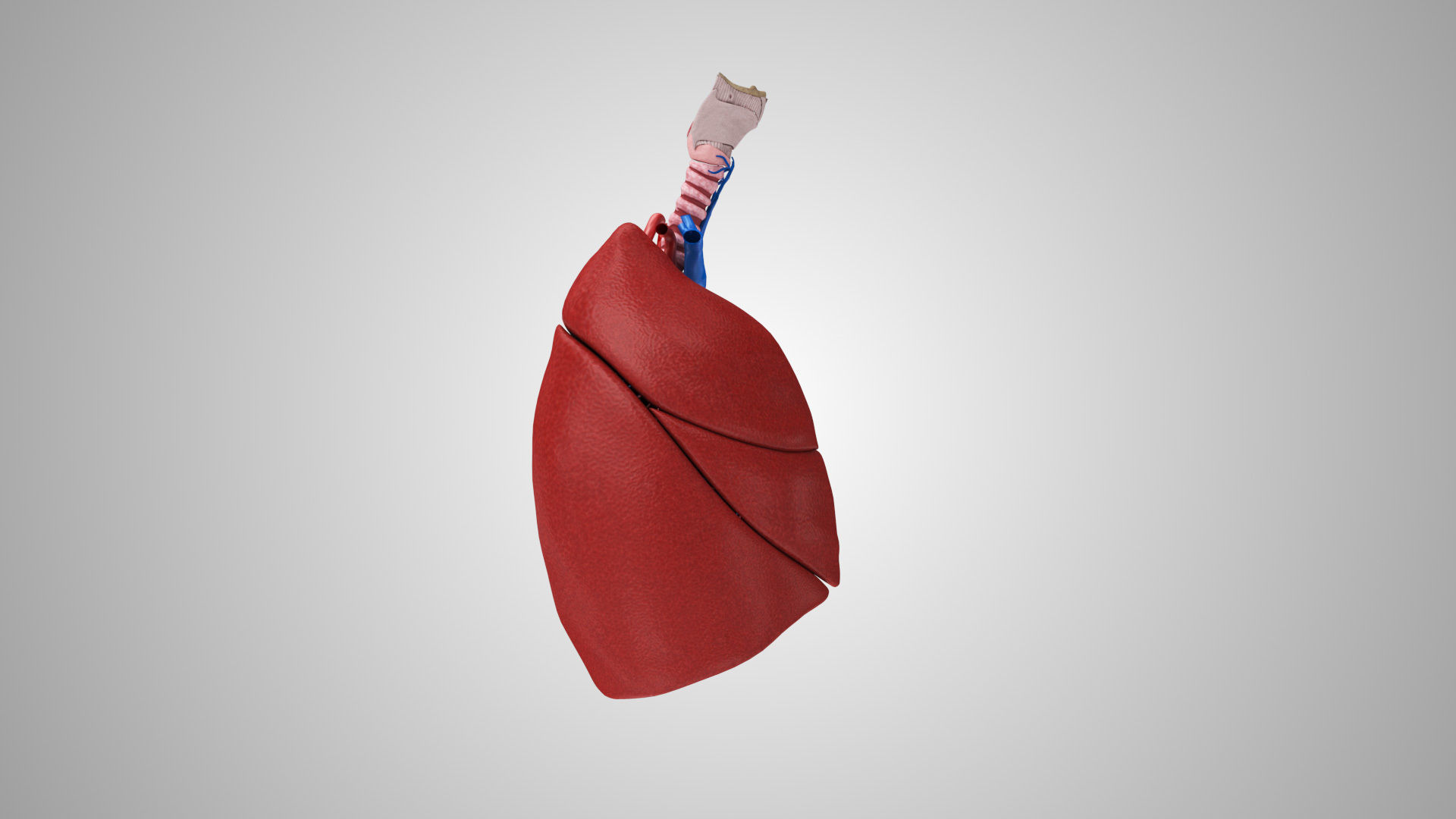 Lungs and Heart System Low-poly 3D model_5