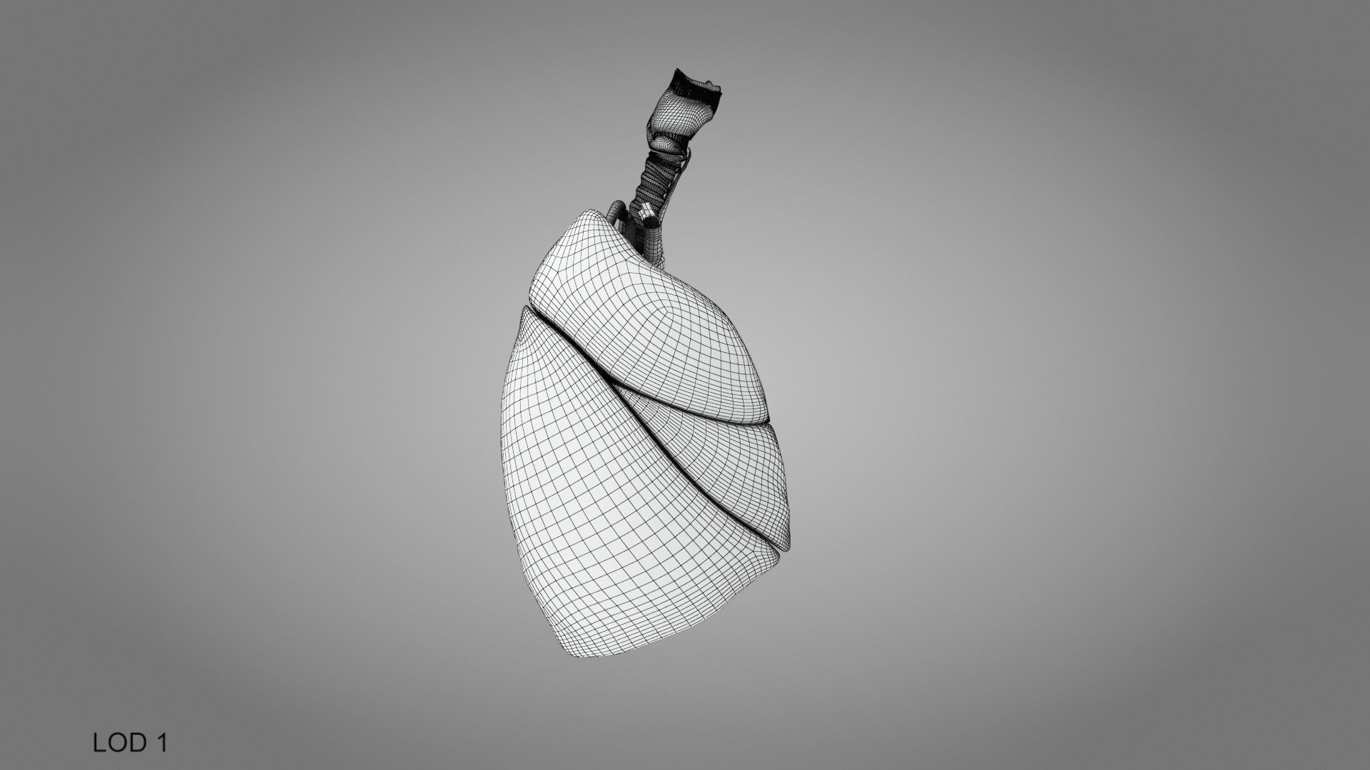 Lungs and Heart System Low-poly 3D model_16