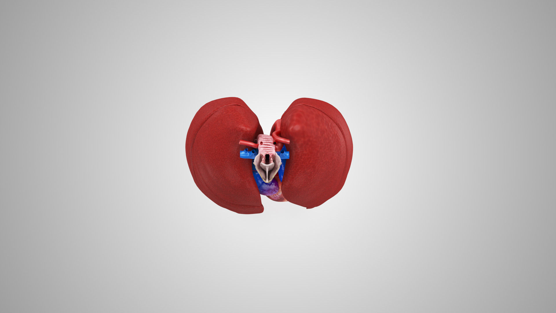Lungs and Heart System Low-poly 3D model_8