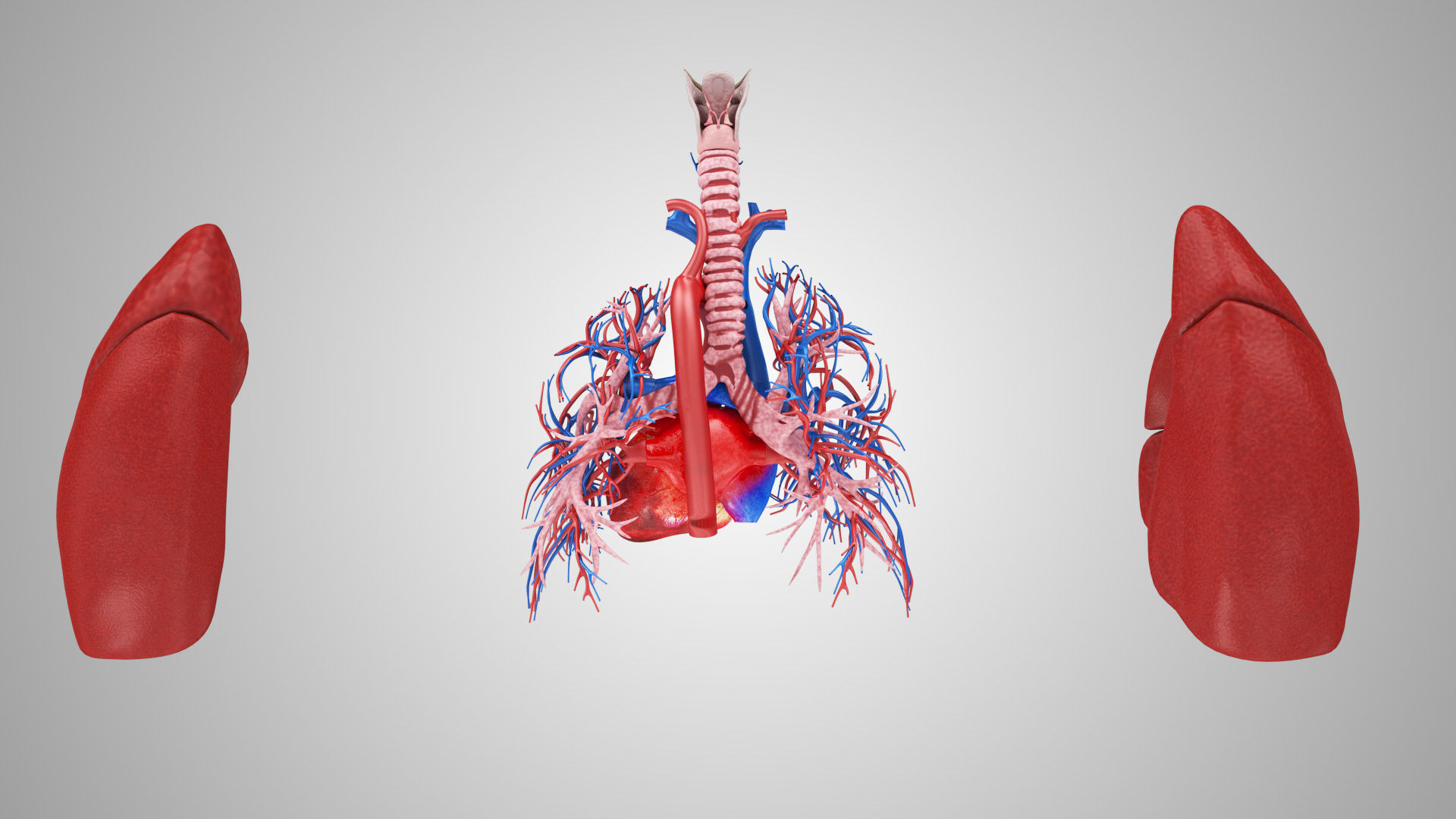 Lungs and Heart System Low-poly 3D model_12