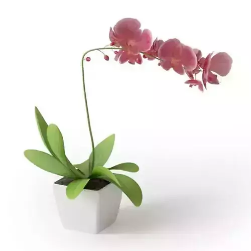 Plant With Pink And Yellow Flower